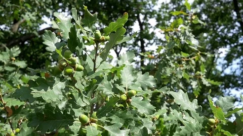 Green gable on oak branches in the wind Stock Footage 80267879