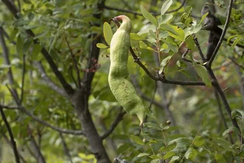A green gall on terebinth tree Stock Photos