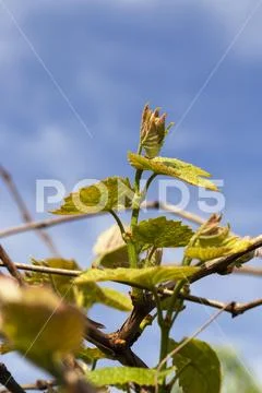 Green gape Stock Photos