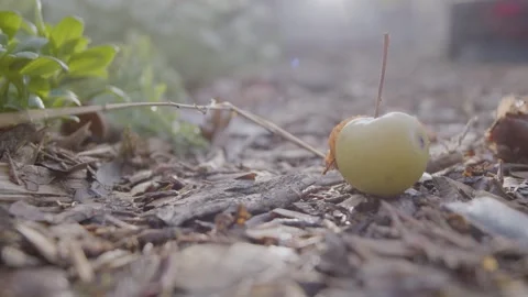 Green Garden Apple Stock Footage 260283177