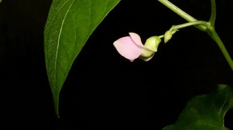 Green Garden Bean Time-lapse Stock Footage 49836468