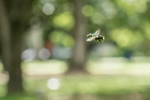 Green Garden Bee Stock Photos