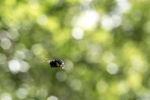 Green Garden Bee Stock Photos