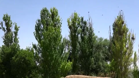 In a green garden a crowd of crows gathers, stock footage. Stock Footage 304783548