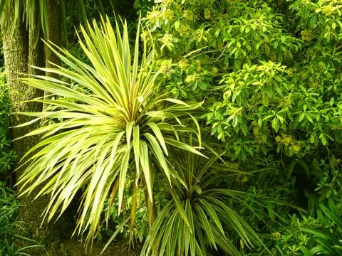 Green Garden Flora Background Stock Photos