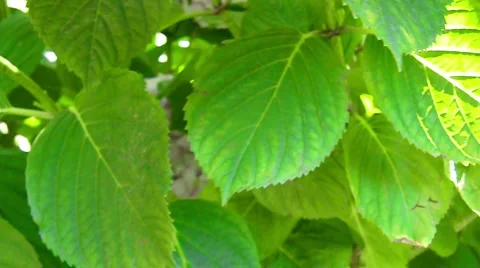 Green garden Stock Footage 1072311