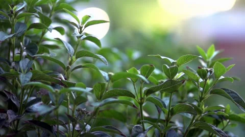 Green Garden Stock Footage 35010796