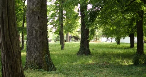 Green Garden 動画素材 94129178