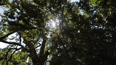 Green Garden. Video stock 107411726