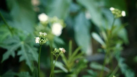 Green Garden Stock Footage 114031246