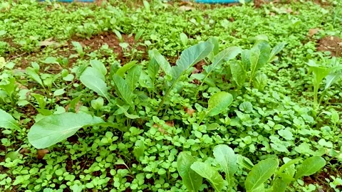 Green Garden Stock Footage 231150009