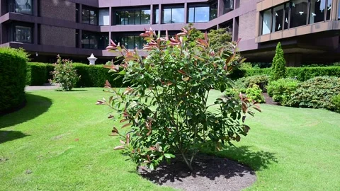 Green garden Stock Footage 278416333