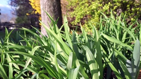 Green Garden Grasses Stock Footage 75014277