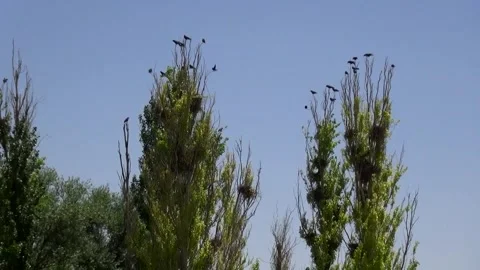 A green garden hosts a gathering of crows on the branches, stock footage. Stock Footage 304783558
