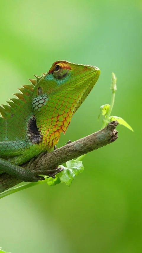 Green garden lizard resting on tree twig Stock Footage 336329838