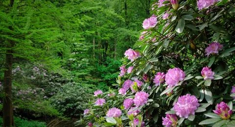 Green garden with or river and bushes and flowers Stock Photos