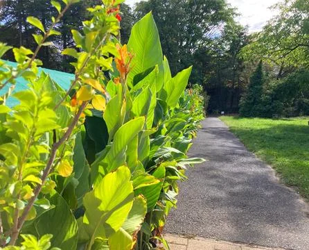Green garden pathway bordered by lush canna lily plants in summer sunlight Stock Photos