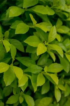 Green garden Stock Photos