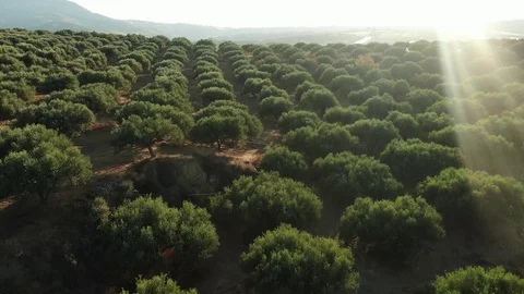 Green garden with rows of olive trees and blue sky, handheld shot. Agricultural Stock-Footage 121504255