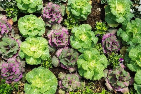 Green garden from top view Stock Photos