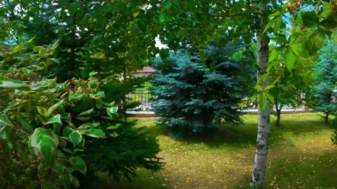 Green garden with trees Stock Footage 246426895