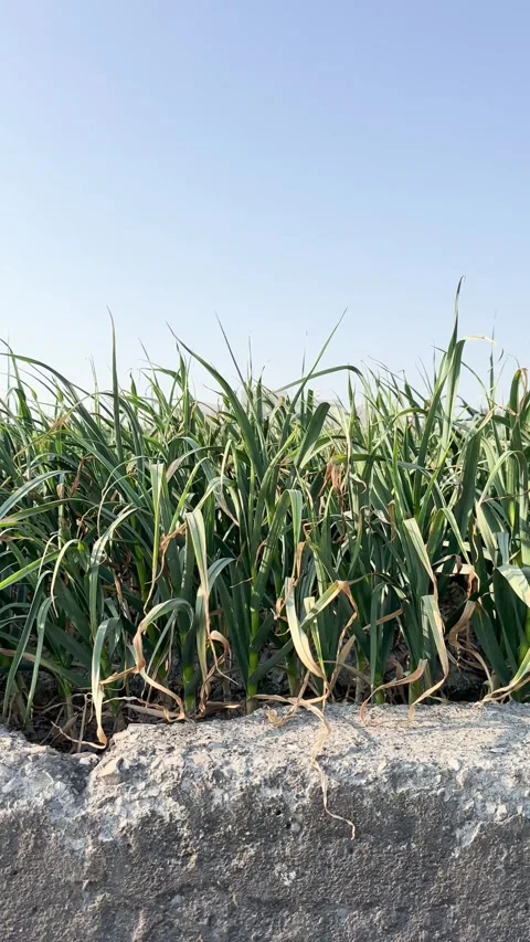 Green Garlic Field under Clear Blue Sky in Rural Taiwan Stock Footage 329544440