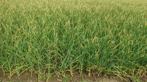 Green garlic grows in the ground in the spring in the early morning, close-.. Stock Photos
