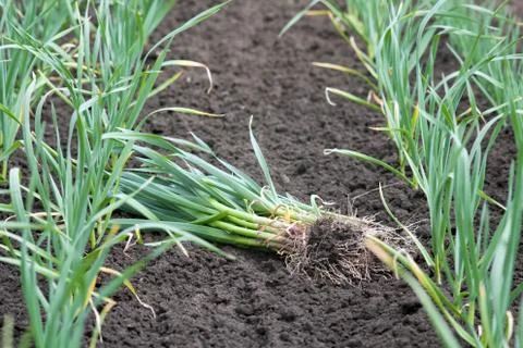 Green garlic Stock Photos