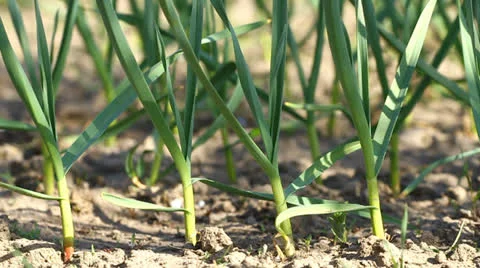 Green garlic plants Stock Footage 22992550