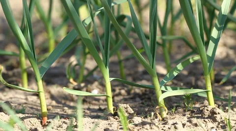 Green garlic plants on the wind Stock Footage 41463086