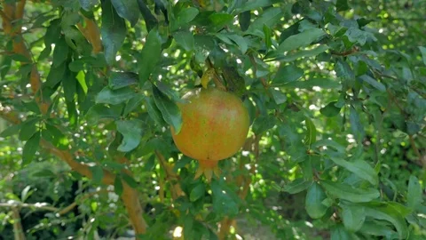 Green garnet on the tree. Fruit. Stock Footage 82449007
