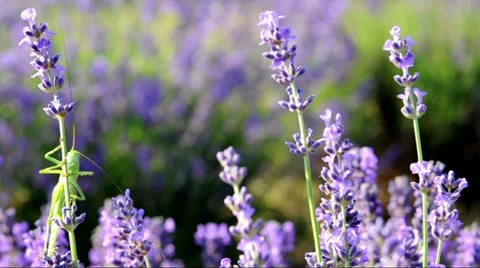 Green garsshopper on lavender Stock Footage 39563208