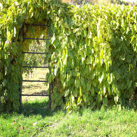 Green gate covered in wine Stock Footage 69429481