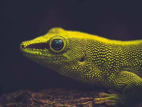 Green Gecko with black Background Stock Photos