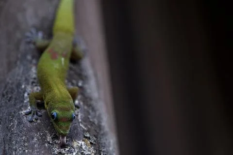 Green Gecko Closeup Stock Photos