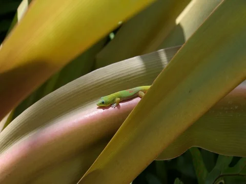Green Gecko in Hawaii 2 Stock Footage 80362620