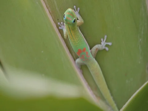 Green Gecko in Hawaii close up Stock Footage 80383515