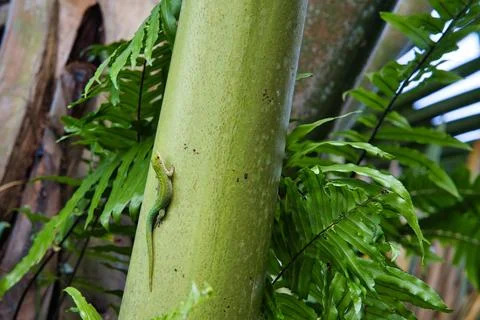 Green gecko lizard on coco de mer branch 1 Stock Photos