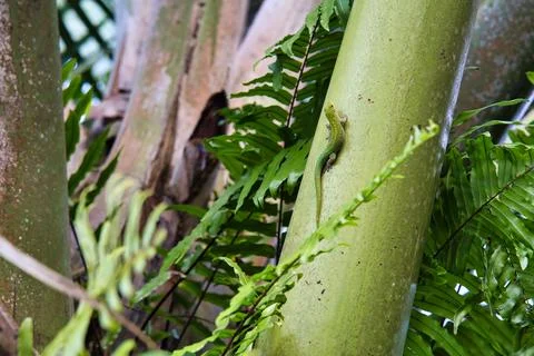 Green gecko lizard on coco de mer branch Stock Photos