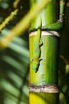 Green gecko lizard Stock Photos
