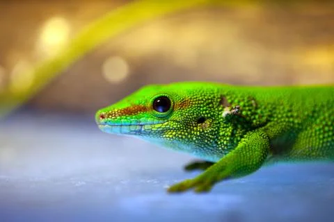 Green gecko lizard Stock Photos