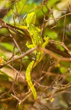 Green Gecko Stock Photos