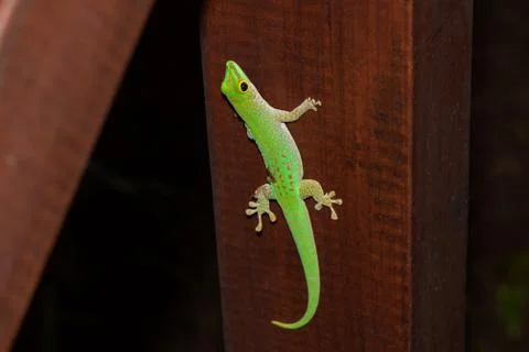 Green Gecko Sitting on the Ledge Foto stock
