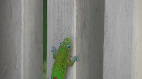 Green gecko, walking, climbing Video stock 23950571