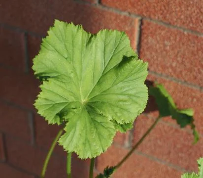 Green geranium leaf Stock Photos