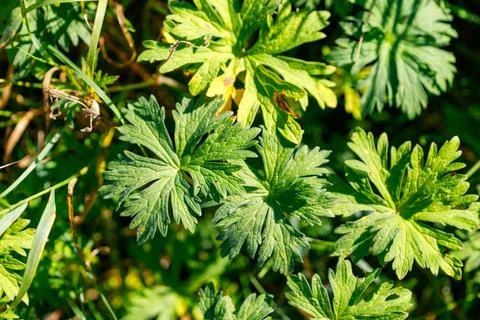 Green Geranium Leaves Stock Photos