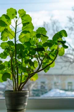 Green geranium in a pot on the window in winter inside the house Stockfoto's