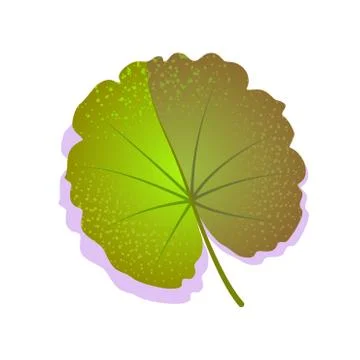 Green geranium round leaf textured with shadow, isolated on white background Stock Illustration