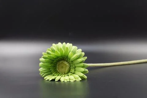 Green Gerbera Daisy Stock Photos