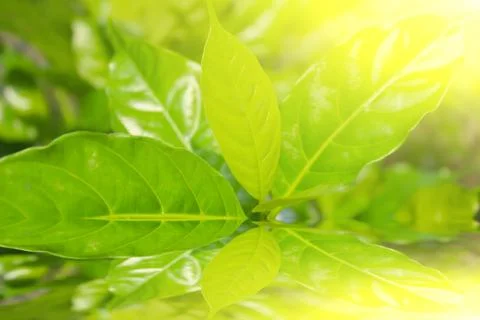 Green germ  in a Sun Light Background Stock Photos